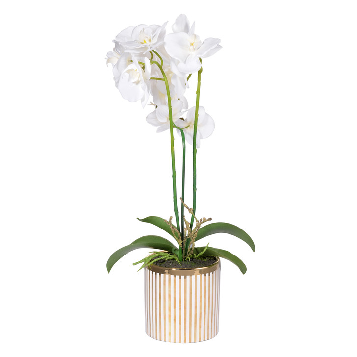 White Orchid in Gold Stripe Pot