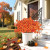 Grunyia Outdoor Artificial Fall Flowers – 7-Stem UV-Resistant Bundle