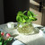 Set of 4 Clear Glass 6" Bubble Bowl Vases – Candle Holder & Wedding Decor