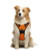 Petmegoo No Pull Dog Harness - Dual Clip Reflective Orange Medium