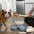 The Perfect Dish Silicone Dog Bowl – 5-Cup No-Spill Suction Base, Sage