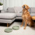The Perfect Dish Silicone Dog Bowl – 5-Cup No-Spill Suction Base, Sage