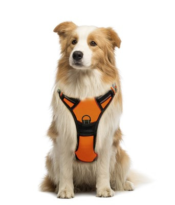 Petmegoo No Pull Dog Harness - Dual Clip Reflective Orange Medium