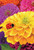 Ladybug Yellow Zinnia Flower Garden Flag