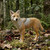 Wild Coyote Animal Figure displayed in a forest