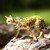 Serval Toy Animal Figure - Wild Animals