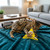 A striking spotted Savannah cat playfully bites and paws at a bright yellow triangular catnip toy on a plush teal blanket. The background features a modern, clean living room with a grey sofa and wooden coffee table.