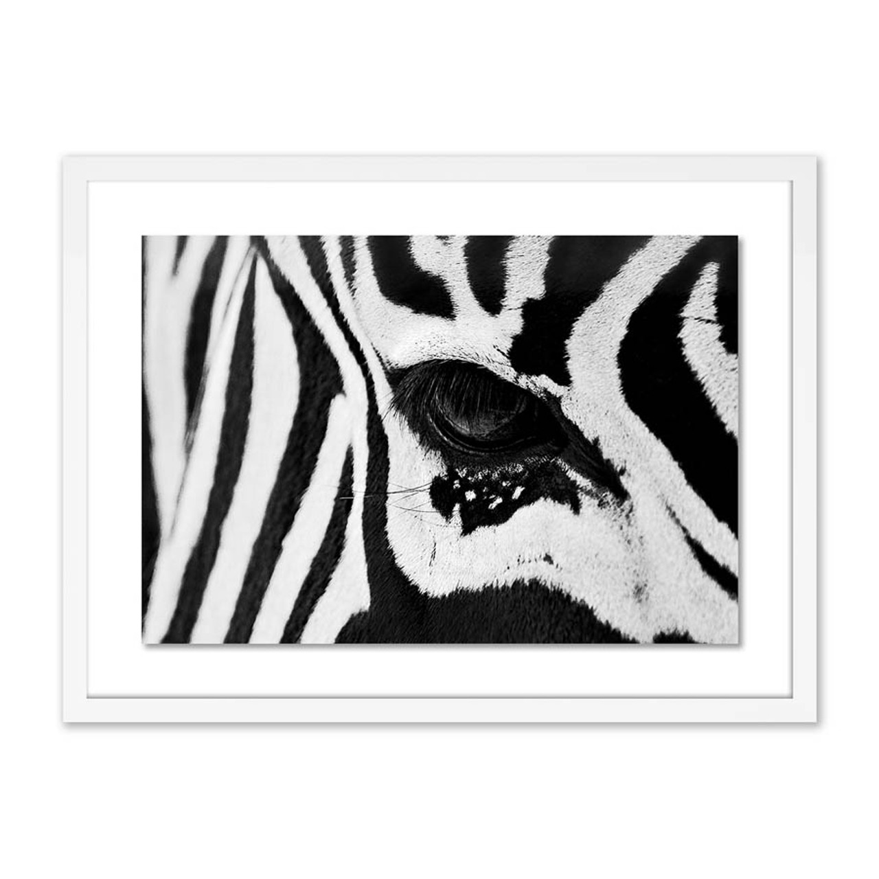 I-97 Zebra - intarsia.com