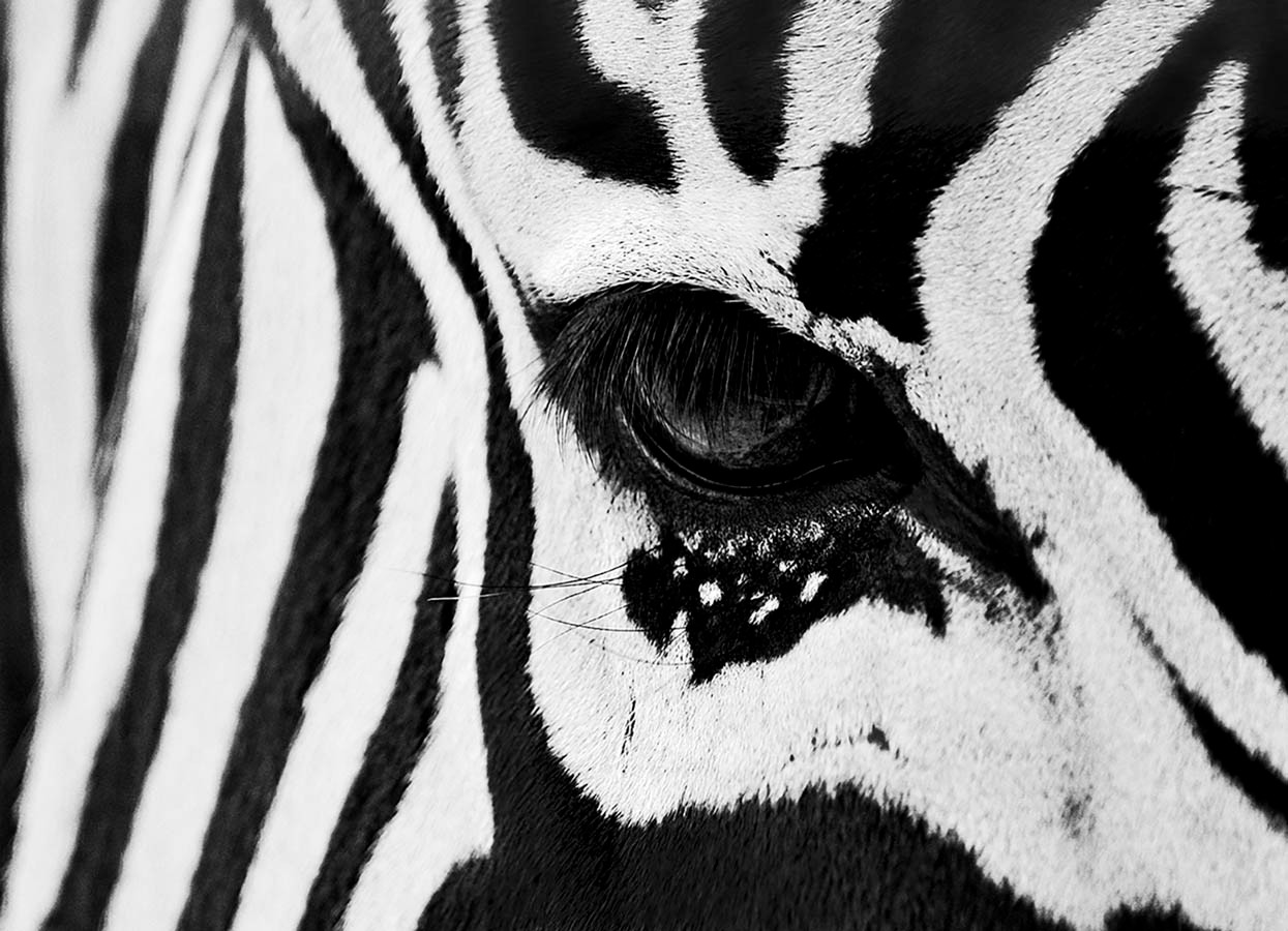 Zebra Eye Wonderwall Studio