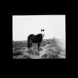 Blank Horse