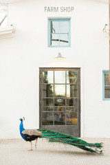 Farm Shop Peacock