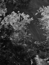 Tree Gaze I