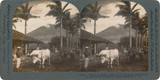 Palms and Cow