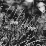 Floral Film 2