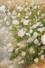 Wild Bloom/Birmingham, Alabama