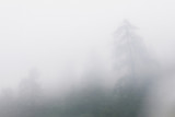 Elemental/La Push, Washington