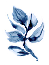 Alga 2