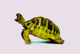 Turtle Art 3