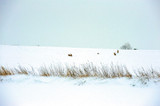 Nordisk Hares In The Snow