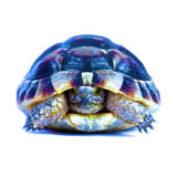 Turtle Art 1