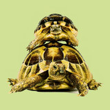 Turtle Art 2 Green