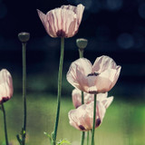 Flower Power Elegance