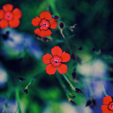 Flower Power Glamour