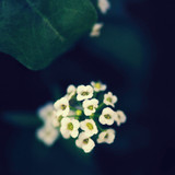 Flower Power Harmony