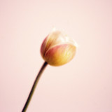 Flower Power Radiance