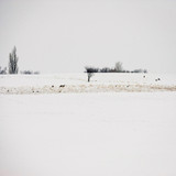Nordisk Deer In The Snow