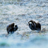 Nordisk Musk Oxen