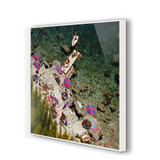 Il Pelicano Beach