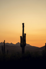 Lone Saguaro
