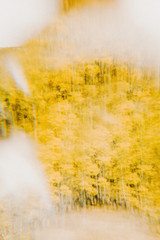 Fall Kaleidoscope - Estes Park, CO