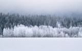 Snow-Covered Winter Landscape