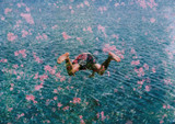 Diving Into Pink Flowers