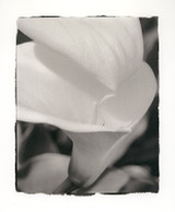 Calla Lily