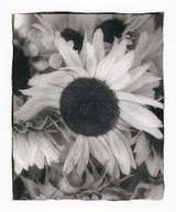 Sun Flowers