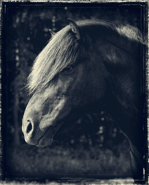 Horse Old Style