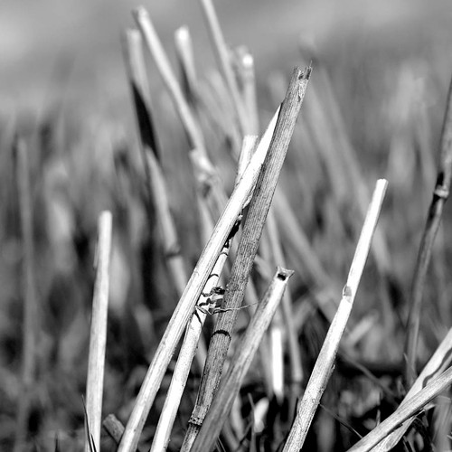 Straw 2