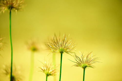 Forest of Flowers Yellow