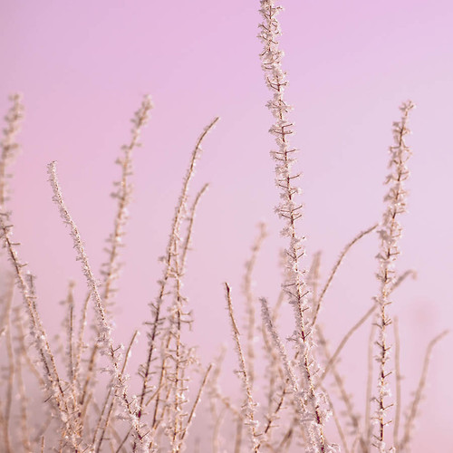 Hoar Frost Pink