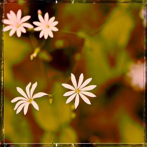 Mystery Yellow