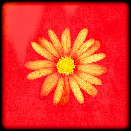 Framed Flower No 2