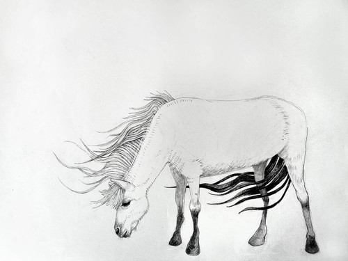 Icelandic Pony in the Wind