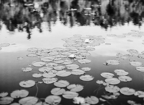 The Adirondacks, New York BW