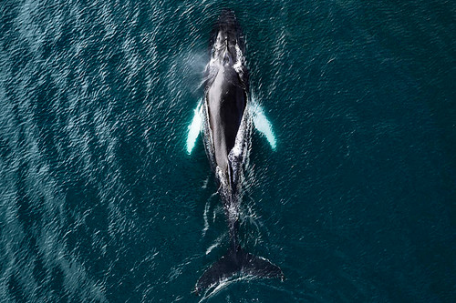 Whale Whale