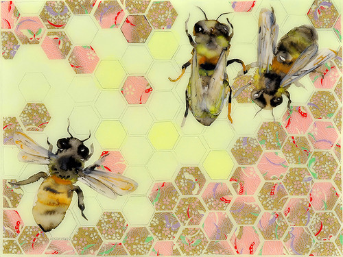 Honeycomb l Enlarge