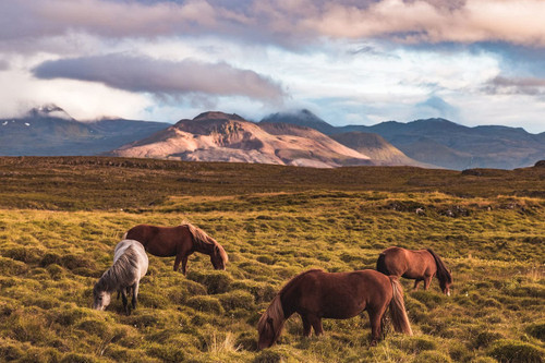 Horses