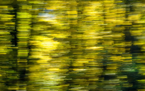 Blurred Trees II Blurred Trees II